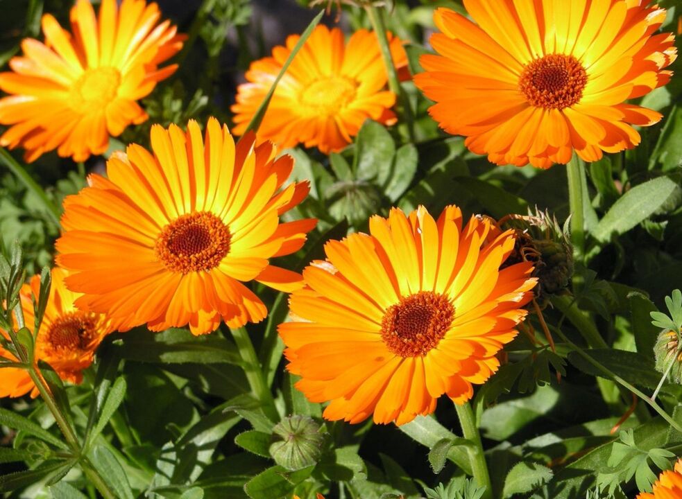 Calendula - a folk remedy to get rid of leg fungus