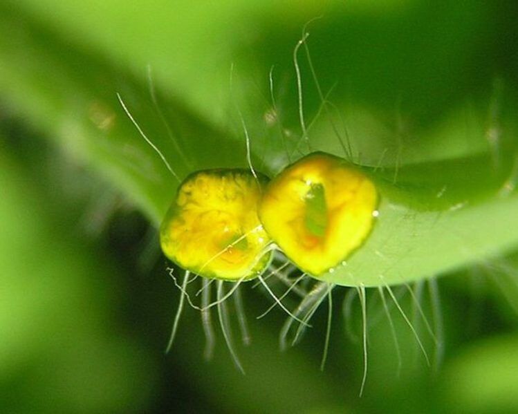 celandine for nail fungus treatment